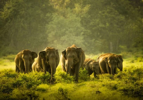 Pourquoi le Sri Lanka est la destination parfaite pour un voyage en famille ?