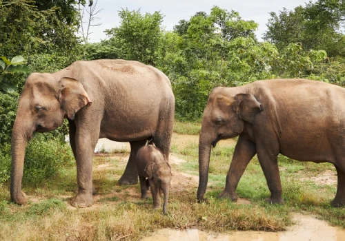 Pourquoi le Sri Lanka est la destination parfaite pour un voyage en famille ?